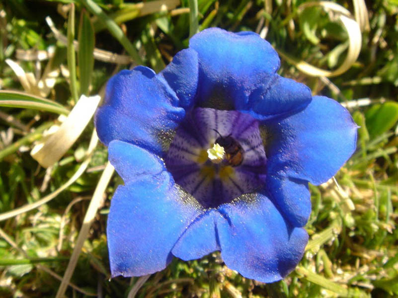 Gentiana acaulis